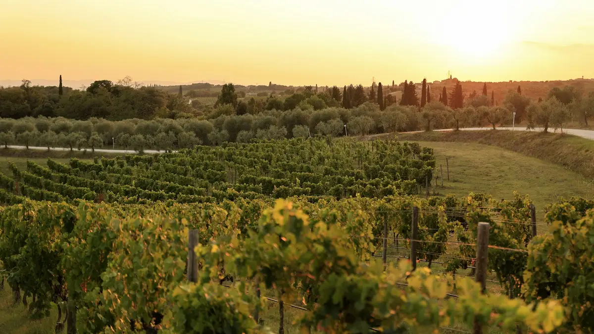 Viñedos en España al atardecer